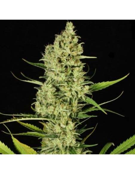 PARADISE SEEDS - Delahaze - 2