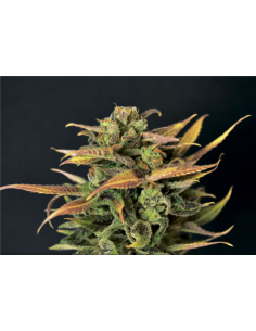 CBD Seeds - Auto Critical - 1