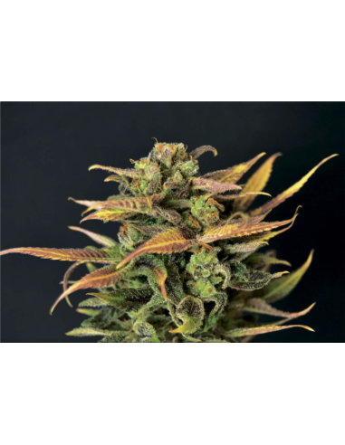CBD Seeds - Auto Critical - 1