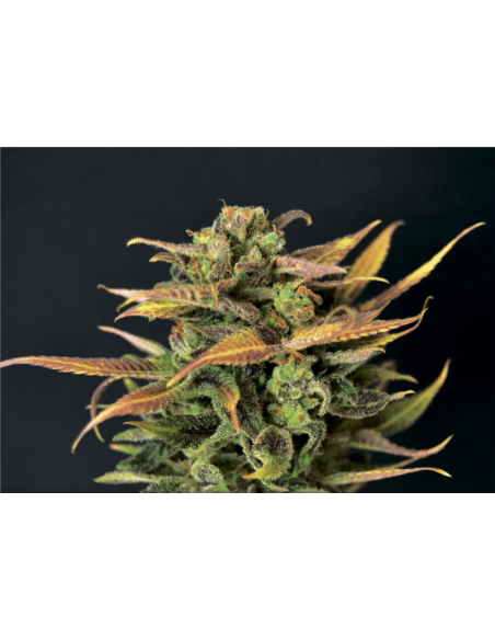 CBD Seeds - Auto Critical - 1