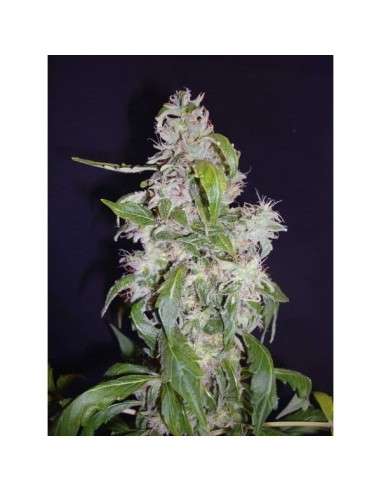 CBD Seeds - Auto Diesel - 1