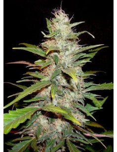 CBD Seeds - Auto Lavender - 1