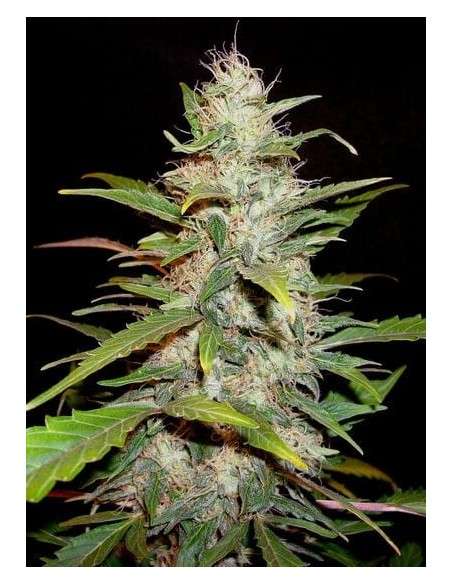CBD Seeds - Auto Lavender - 1