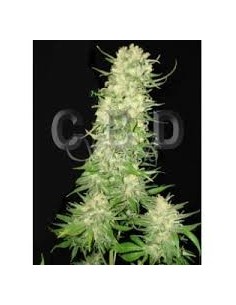 CBD Seeds - Auto Northern - 1
