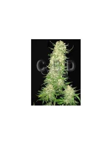CBD Seeds - Auto Northern - 1