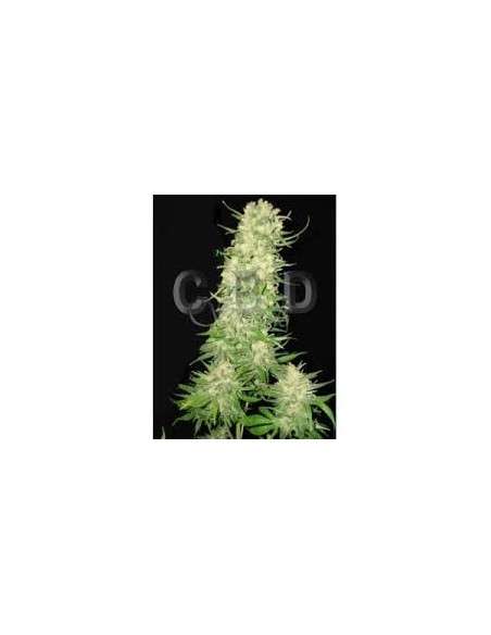 CBD Seeds - Auto Northern - 1