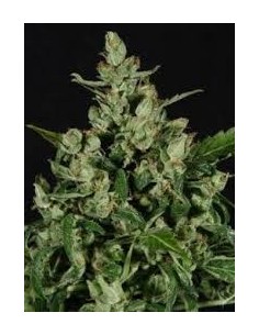 CBD Seeds - Auto Widow - 1