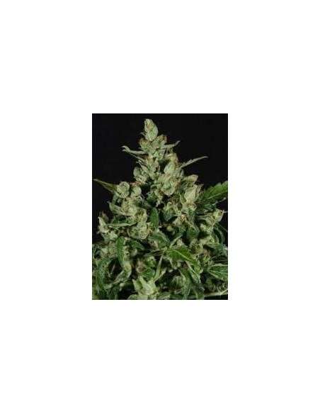 CBD Seeds - Auto Widow - 1