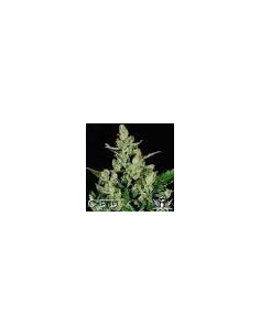 CBD Seeds - Auto Widow - 1 2