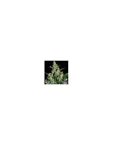CBD Seeds - Auto Widow - 2