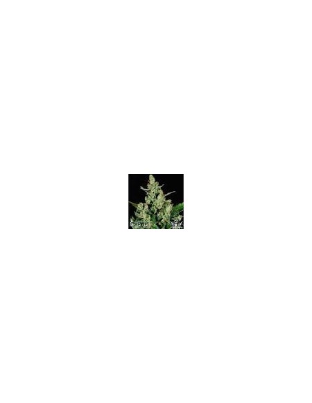 CBD Seeds - Auto Widow - 2