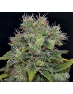 CBD Seeds - Auto Yumbolt - 1
