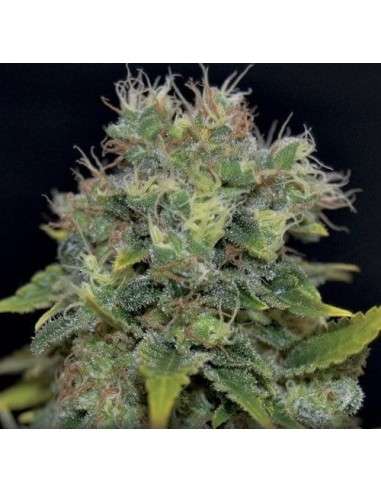 CBD Seeds - Auto Yumbolt - 1