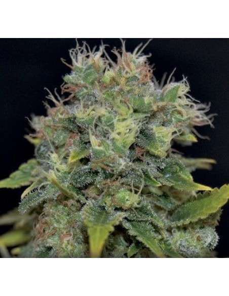 CBD Seeds - Auto Yumbolt - 1