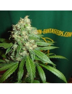FANTASEEDS - AC Diesel - 1
