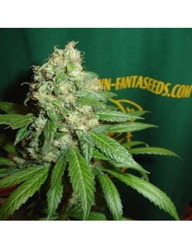 FANTASEEDS - AC Diesel - 1
