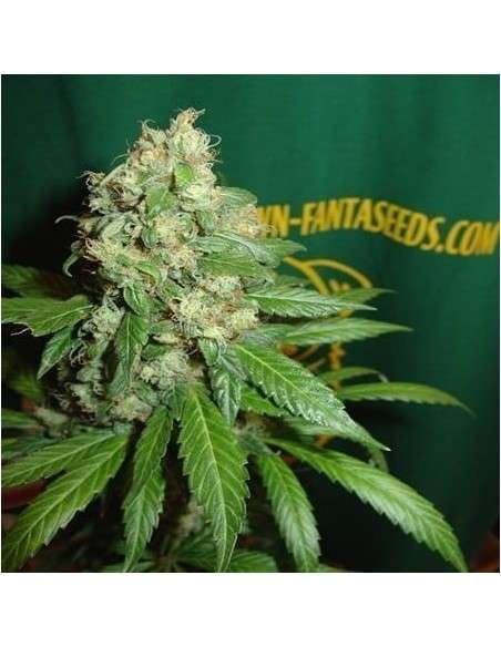 FANTASEEDS - AC Diesel - 1