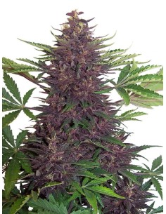 Purple Kush Auto - 1