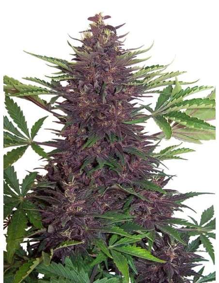 Purple Kush Auto - 1