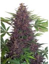 Purple Kush Auto - 1
