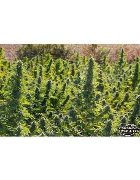 PARADISE SEEDS - Delahaze - 3