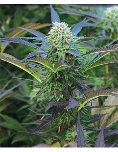 Purple Kush Auto - 1 2