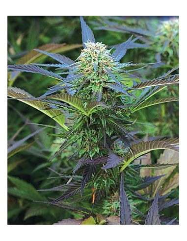 Purple Kush Auto - 2