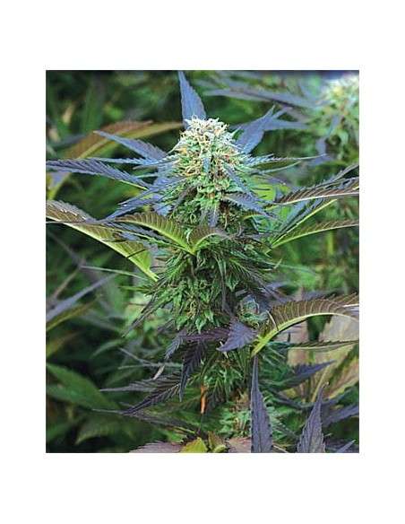 Purple Kush Auto - 2