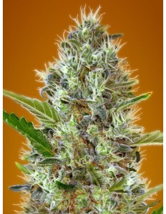 Somango Auto - 1