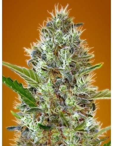 Somango Auto - 1