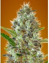 Somango Auto - 1