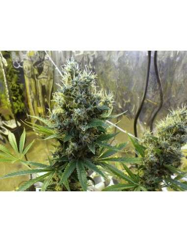 Sour Diesel Auto - 1