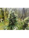 Sour Diesel Auto - 1
