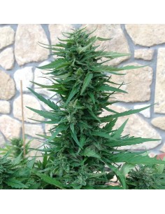 Sweet Tooth Auto - 1