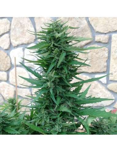 Sweet Tooth Auto - 1