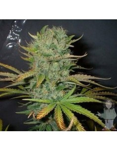 FANTASEEDS - Afghani - 1