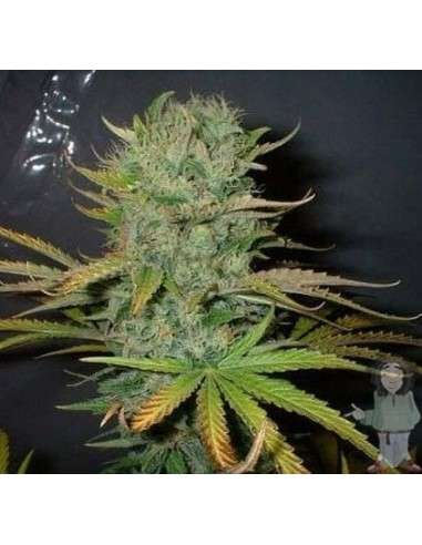 FANTASEEDS - Afghani - 1
