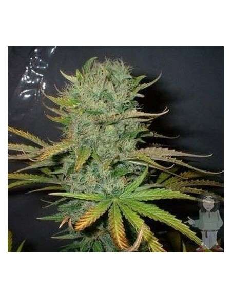 FANTASEEDS - Afghani - 1