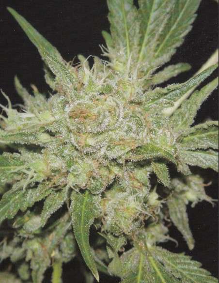 FANTASEEDS - Amazing Haze - 1