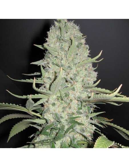 Big Bud - 1