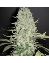 Big Bud - 1