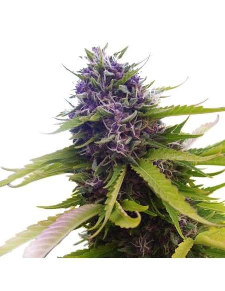 Blueberry - 1