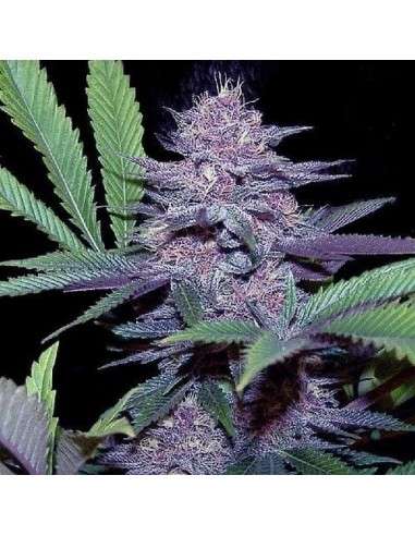 Blueberry - 2