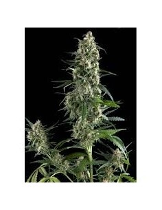 PYRAMID SEEDS - Amnesia Gold - 1