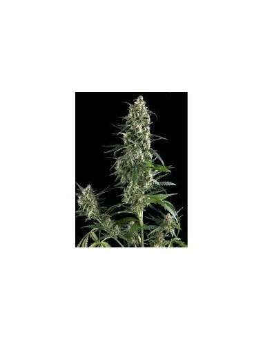 PYRAMID SEEDS - Amnesia Gold - 1