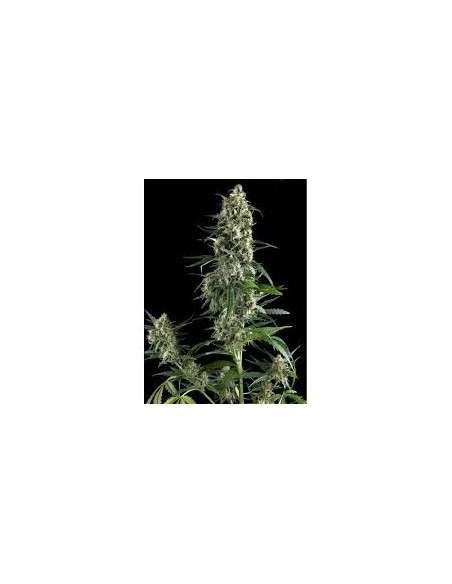 PYRAMID SEEDS - Amnesia Gold - 1