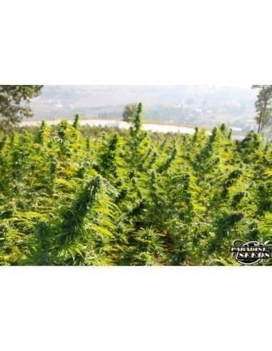PARADISE SEEDS - Delahaze - 4