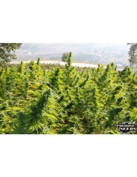 PARADISE SEEDS - Delahaze - 4