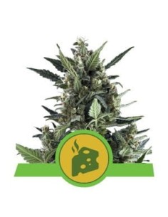 ROYAL QUEEN SEEDS - Blue Cheese Automatic - 1