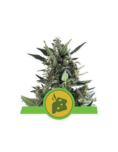 ROYAL QUEEN SEEDS - Blue Cheese Automatic - 1